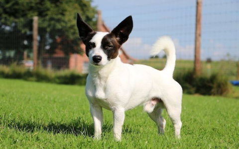 Finding Dog Names for Jack Russell Terriers Made Easy.