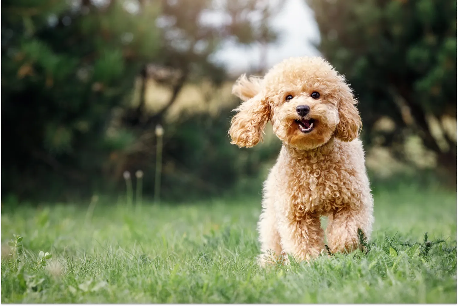 Why is the Toy Poodles Great Dog?Uncover the Secrets of This Breed!