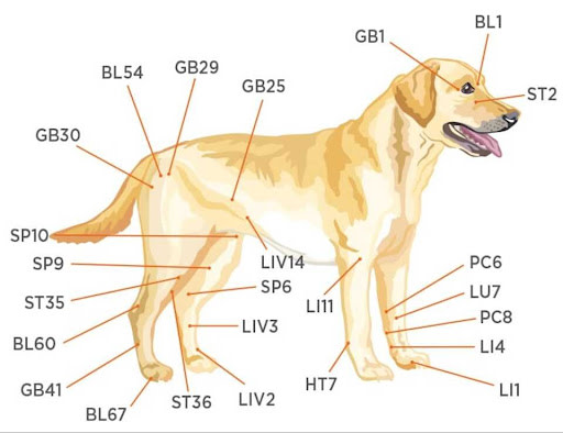 Whats the average dog acupuncture cost? Find out how much youll pay for treatment.