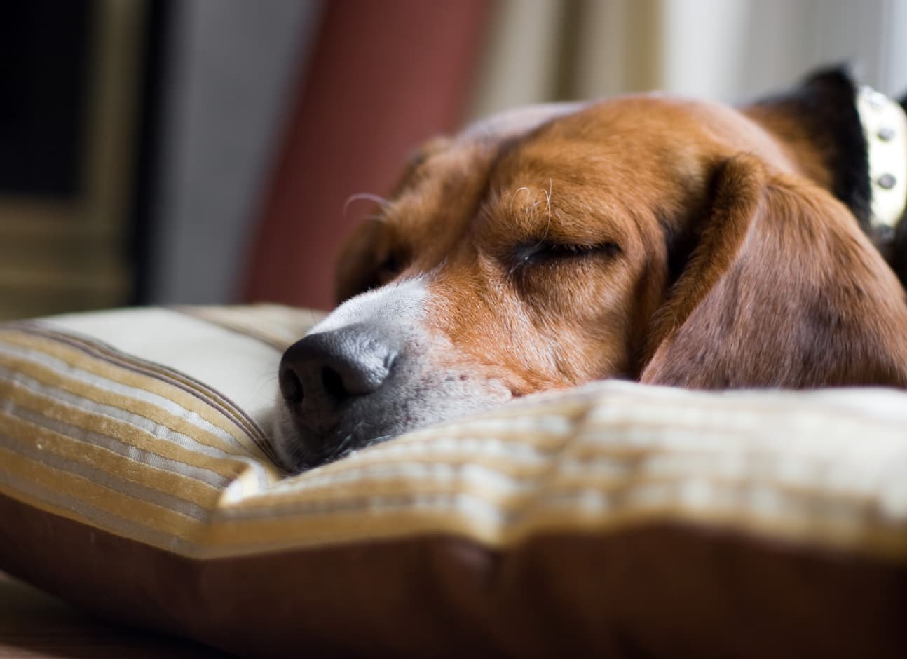 Is it normal? why is my dog howling in his sleep?