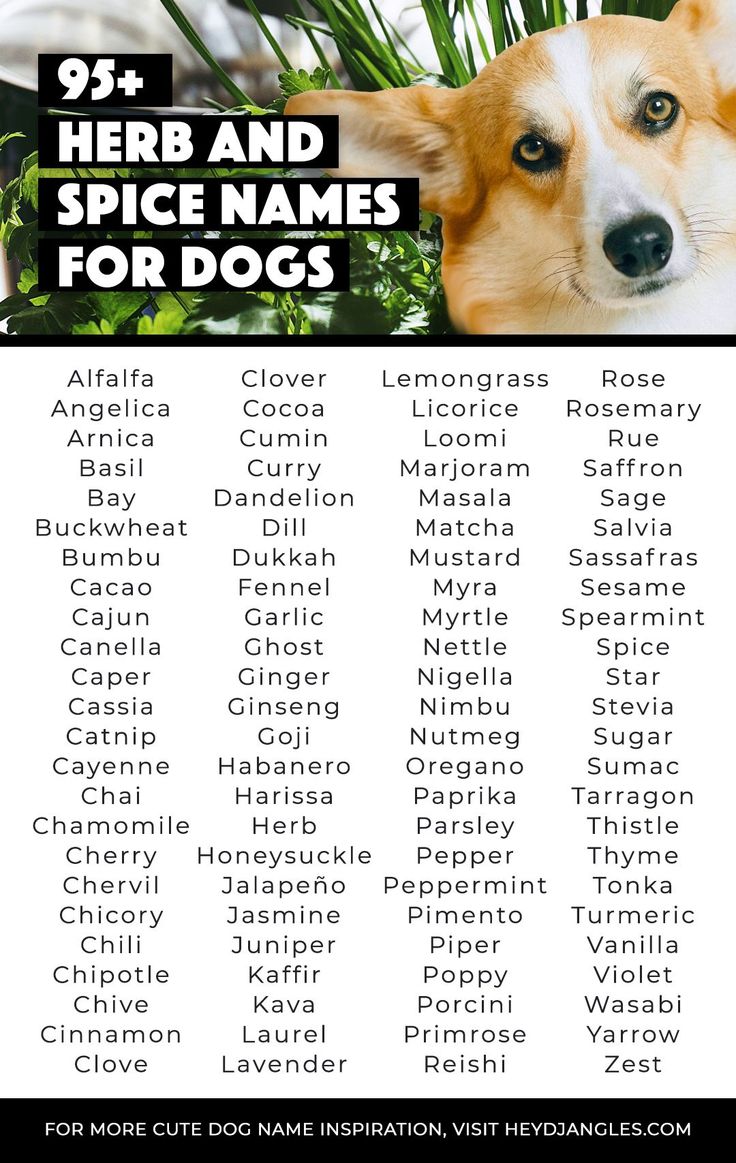 Top Cajun Names for Dogs: Male, Female & Unique Options!