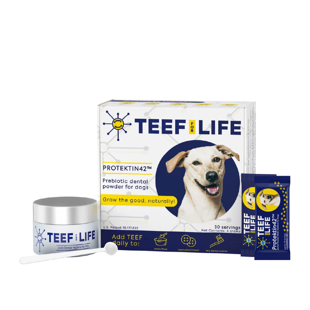 Dog Teef: How to Keep Your Pups Teeth Healthy & Clean