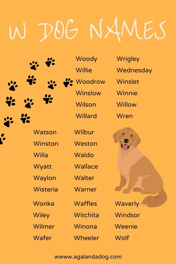 Unique Dog Names That Start With W: Find the Perfect Name Today!