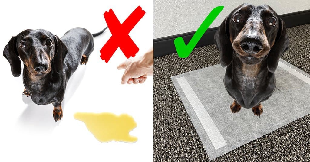 Dog Refusing the Pee Pad? Find Out Why and How to Help