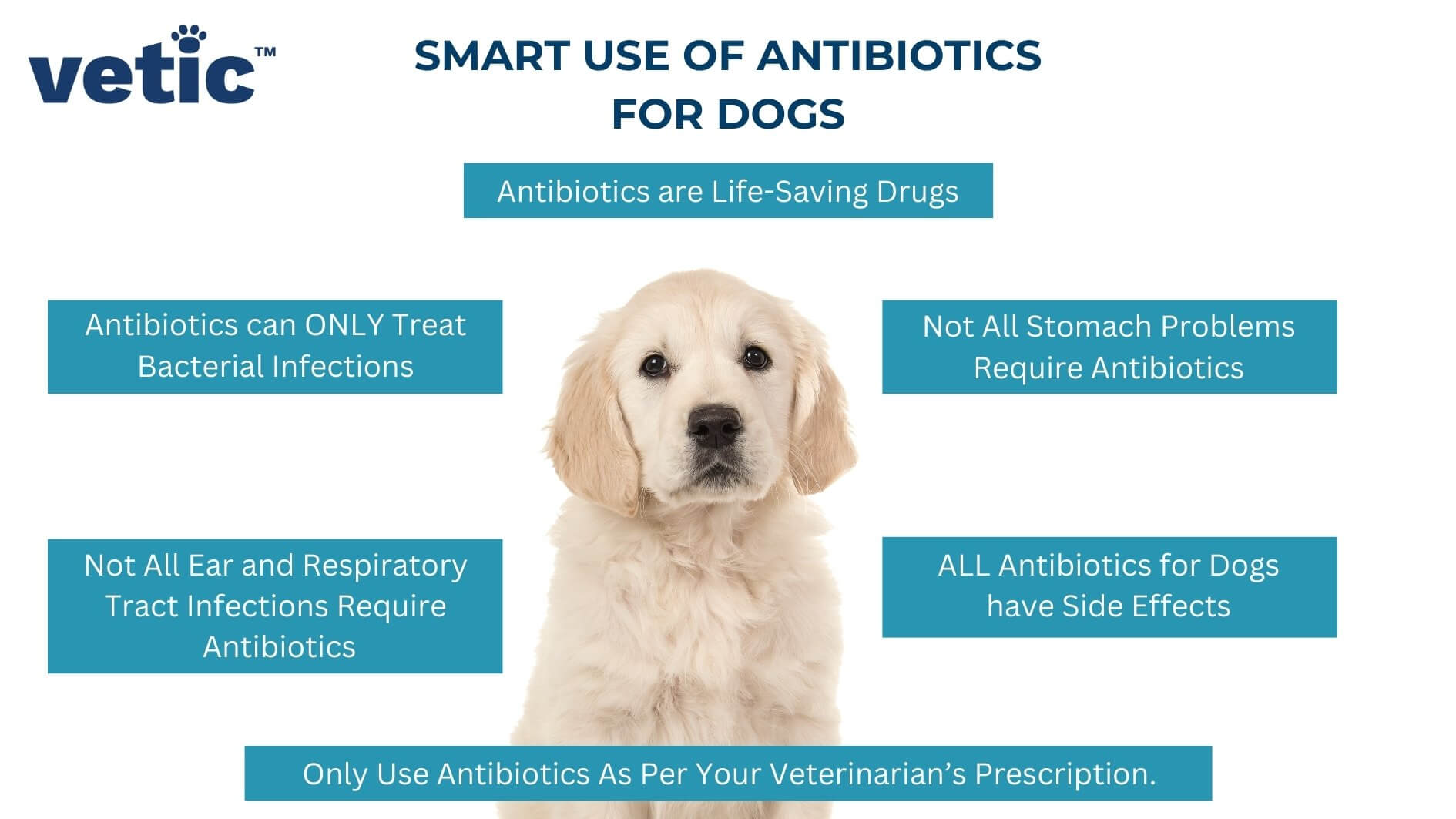 Dog Needs Amoxicillin/Clavulanate? Get It Without a Script.