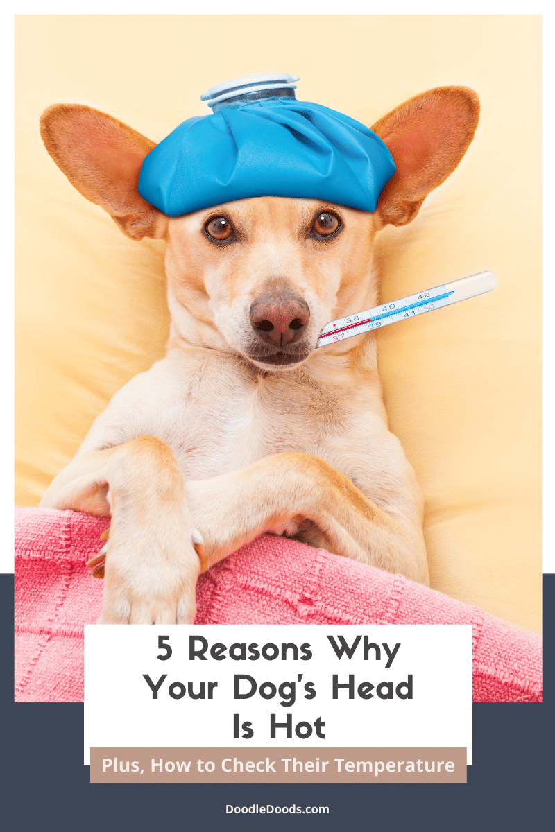 Why Do Dogs Heads Get Hot? Simple Reasons Explained!