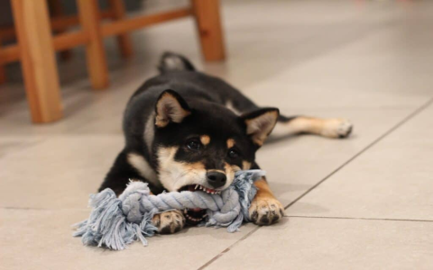 Life is Good Dog Toy Variety:Balls,Ropes,and Plush Toys