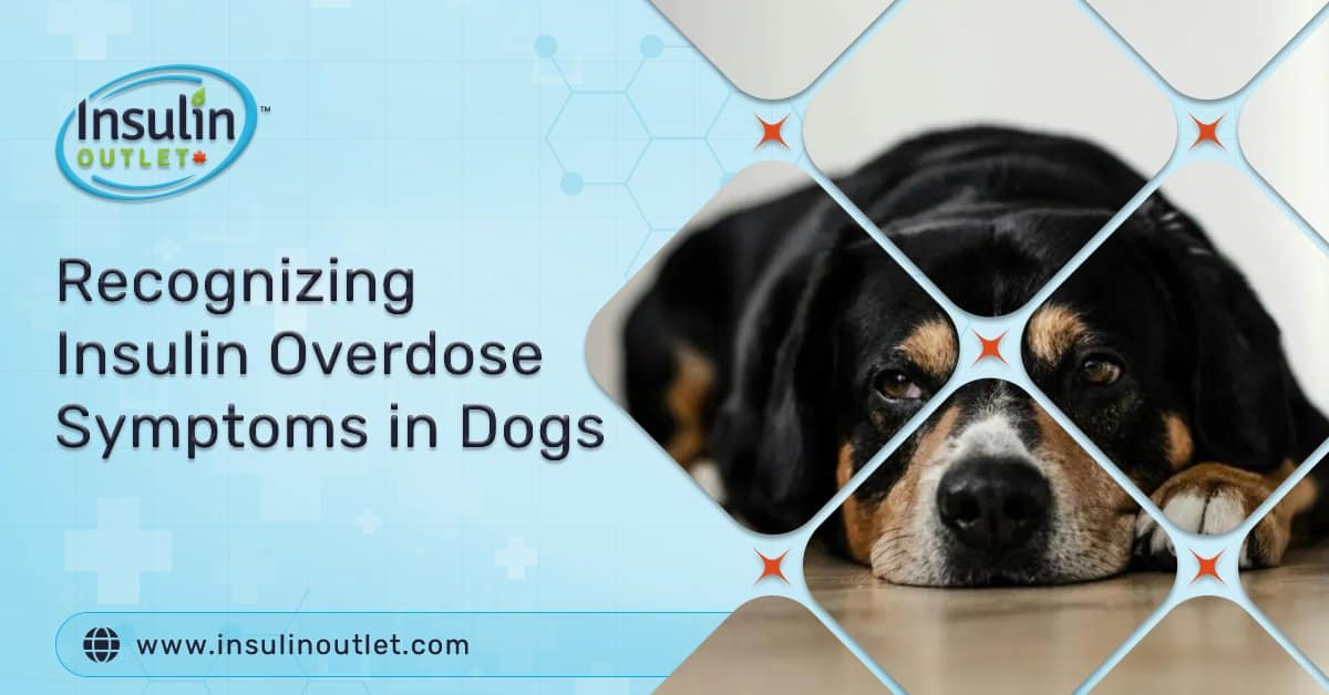 Insulin Overdose in Dogs: Spot the Symptoms, Act Fast!