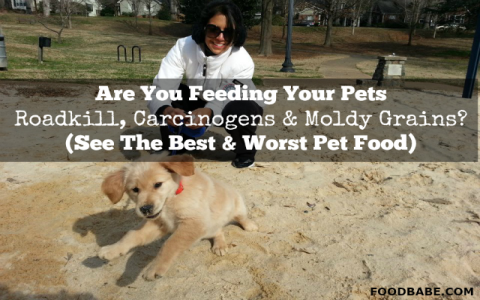 Honest Fromm Wet Dog Food Reviews: What Real Dog Owners Say!