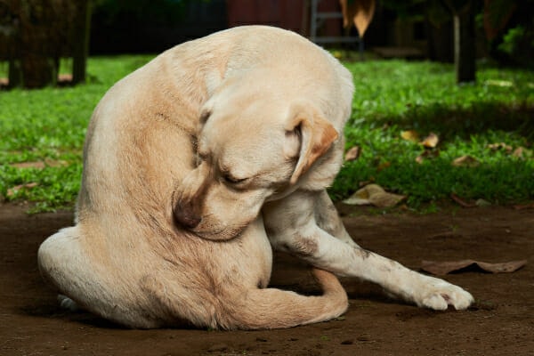 Why does my dog lick my cats butt? Plus, how to get them to stop.