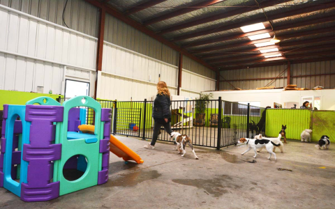 Weekly Dog Daycare Rates: How Much is Dog Daycare for a Week, Really?