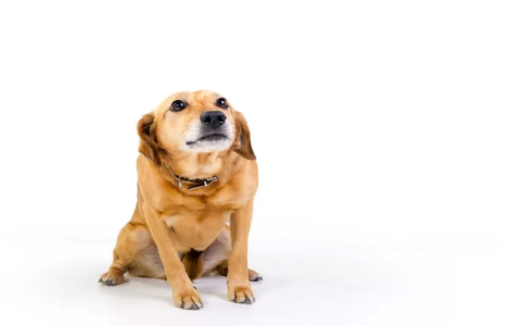 Why is my dog acting so weird or different? Learn the potential causes!