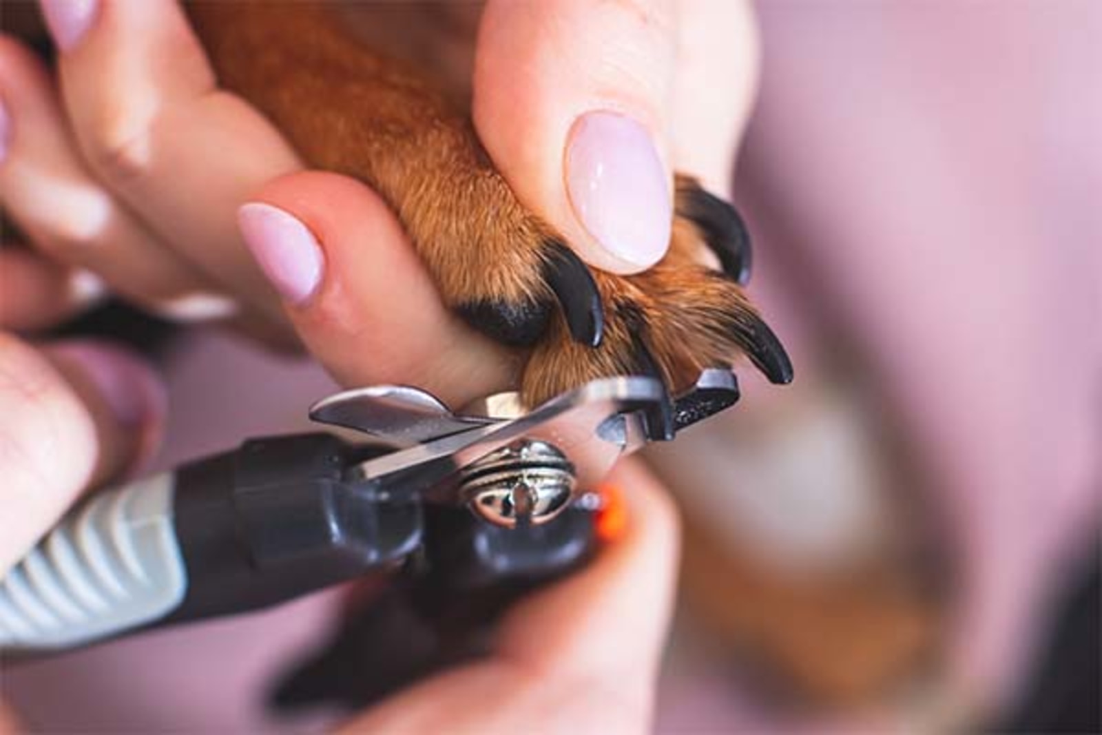 Dog nail cutting costs: How much does it cost to get dogs nails cut near me?