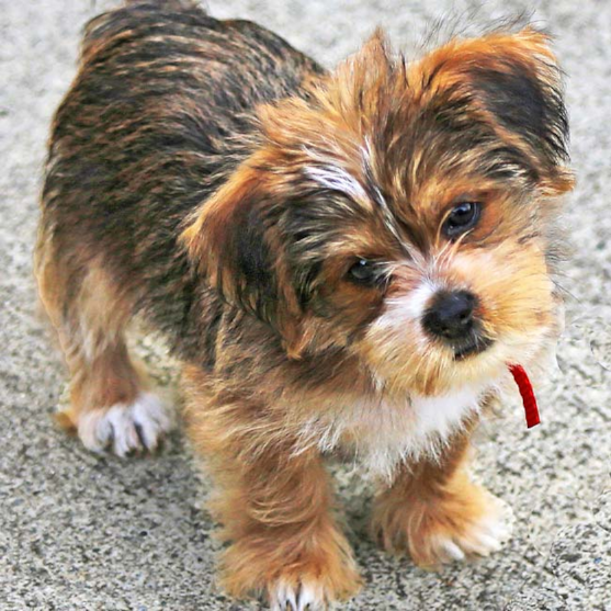 How Much is a Shorkie Puppy? See Average Prices by area!