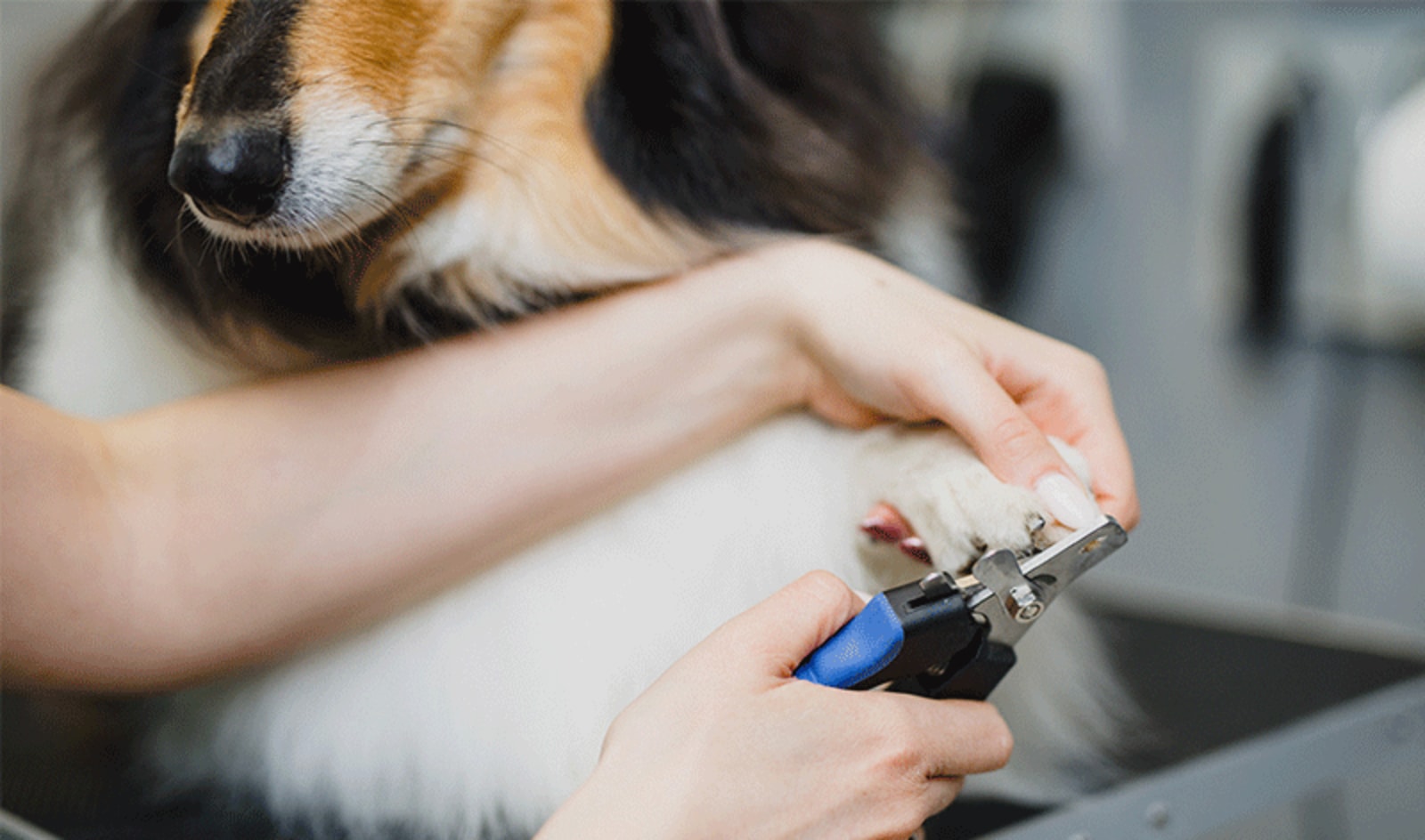 Dog nail cutting costs: How much does it cost to get dogs nails cut near me?