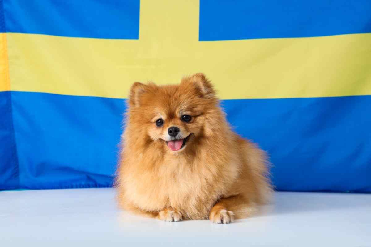 Best Swedish Dog Names: Meaning and inspiration for your lovely pet.