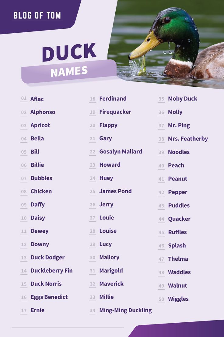 Cool Duck Dog Names: Awesome Ideas for Unique Pets!