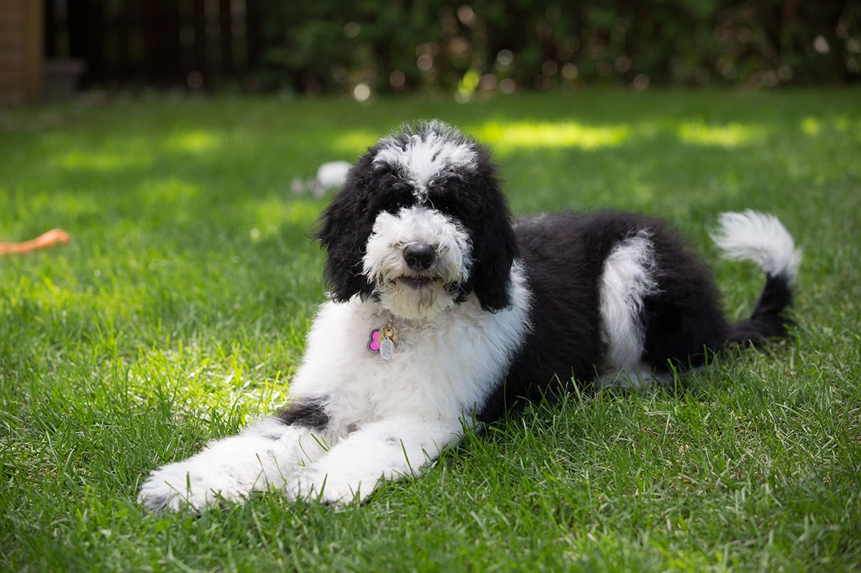 Sheepadoodle Price Range: How Much Do Sheepadoodles Cost in 2024?