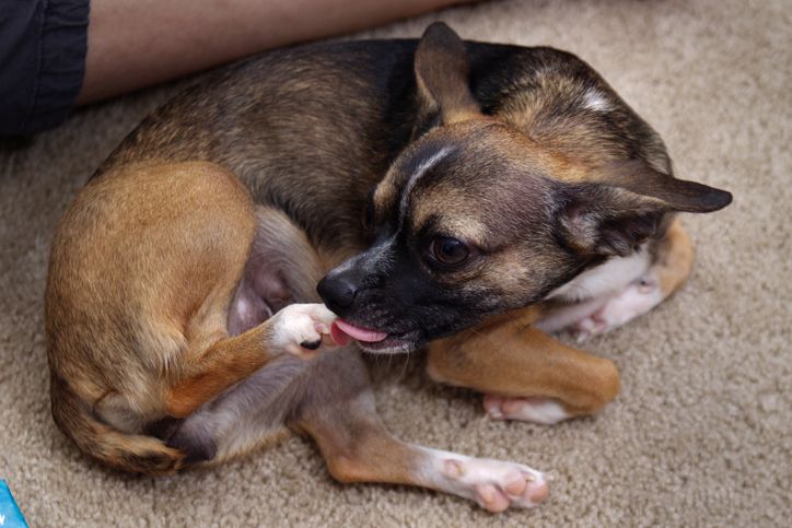 Help! Why is my dog biting his nails? Find out now!