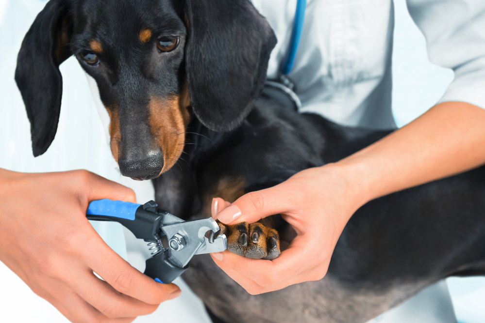 How much does it cost to clip dogs nails? Average costs & cheaper options here!