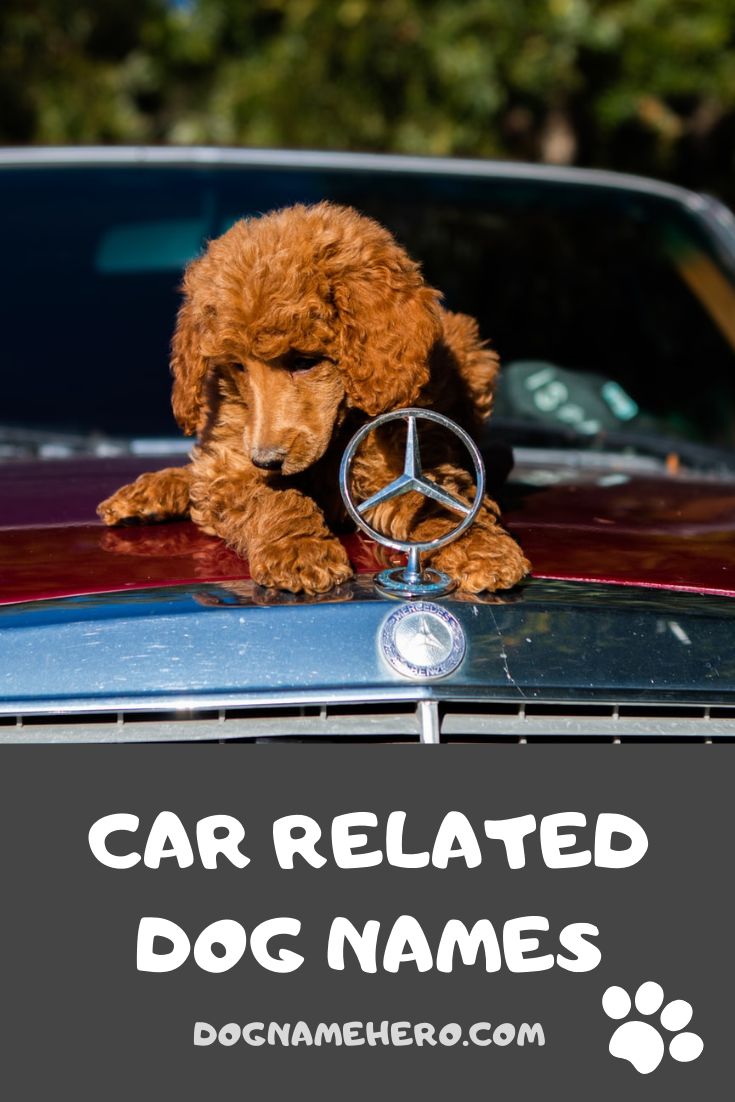 Need Dog Names Inspired by Cars - We Have Over One Hundred Names Of Cars For Dogs!