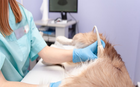 Emergency C-section for dogs: How much is it and will pet insurance cover?