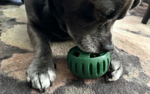 Interactive Treat Dog Toys Guide: Smarter Toys for Dogs.