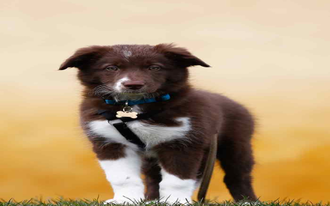 Dog Names for Male Border Collies: Cute and Easy Choices!