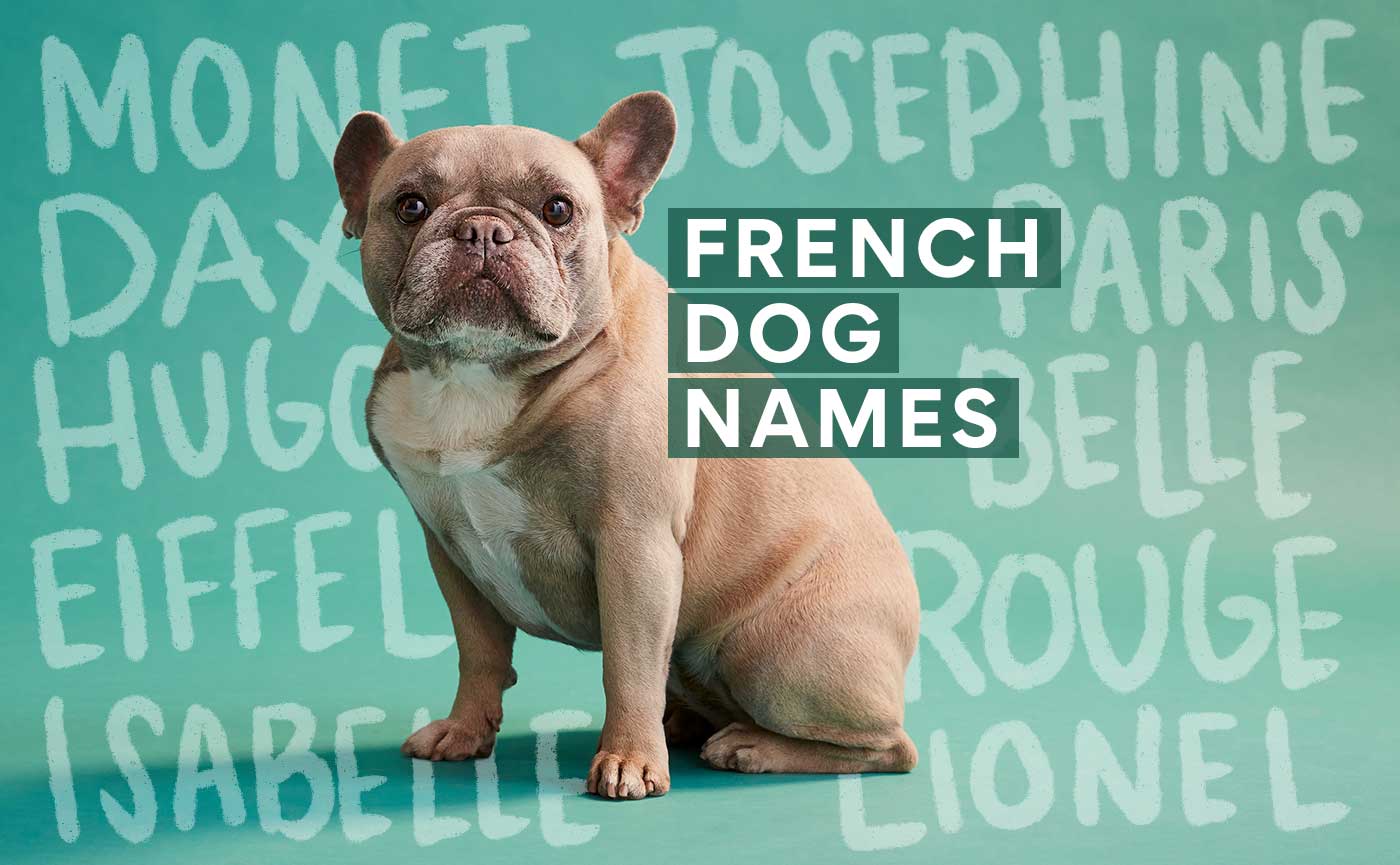 Cute Frenchie Girl Dog Names: Top Picks for Your Female Pup!