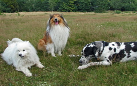 Best Gun Names for Dogs: Top Picks for Strong and Brave Breeds!