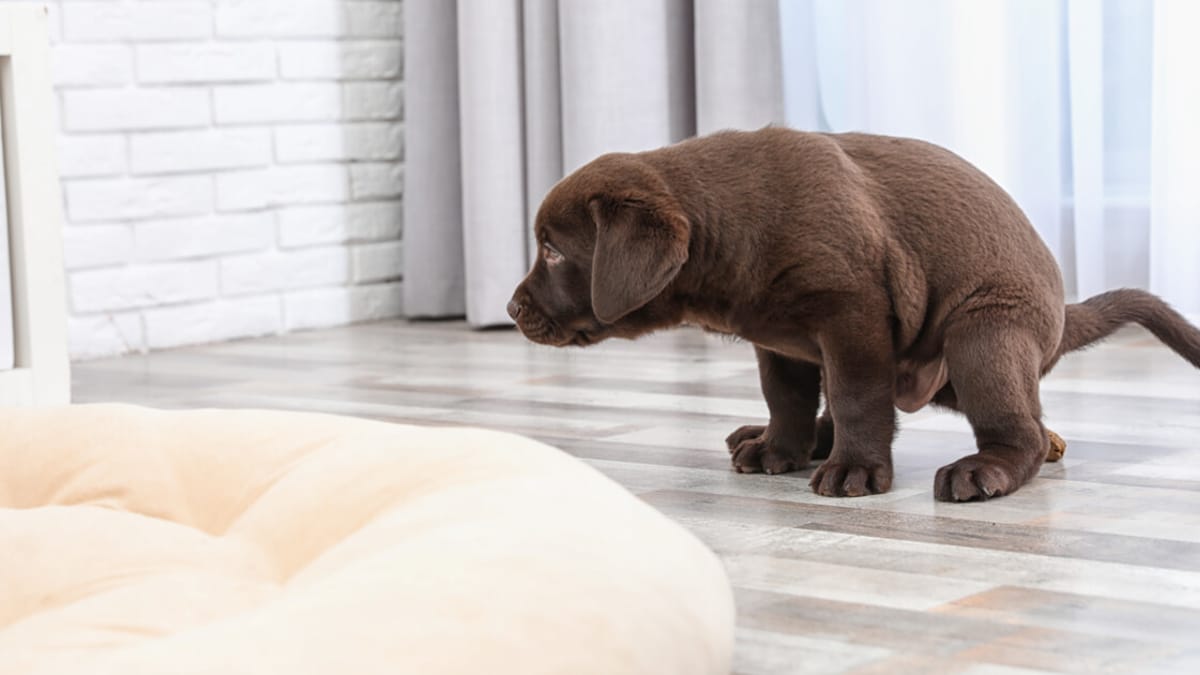 Is your dog pooping on the couch? Learn the causes,fix it.