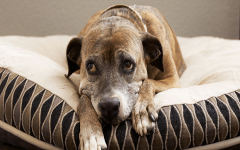 Older Dogs Panting Excessively? Here are Possible Causes!