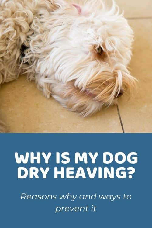 Dog dry heaving a lot? Learn why is my dog dry heaving so much