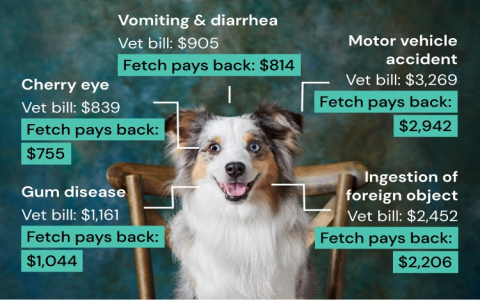 How Much Is Acupuncture for Dogs? Average Vet Fees!