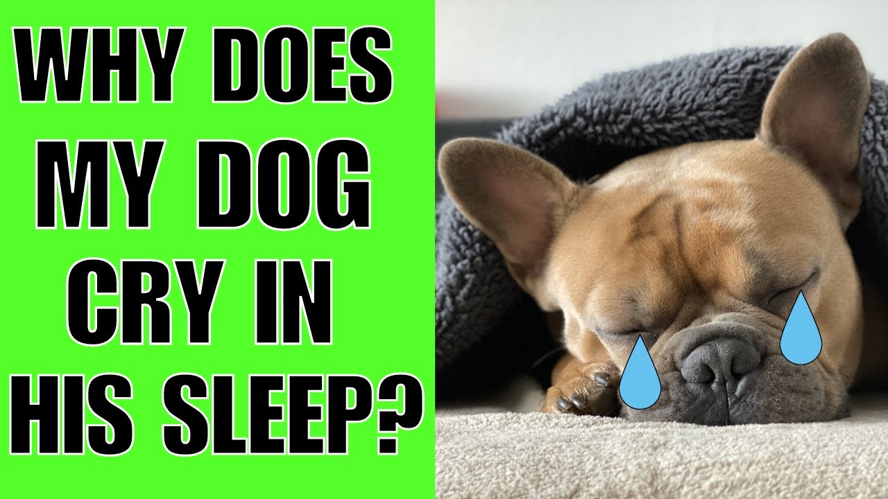 Why Does My Puppy Cry in His Sleep? Understand Puppy Dreams!