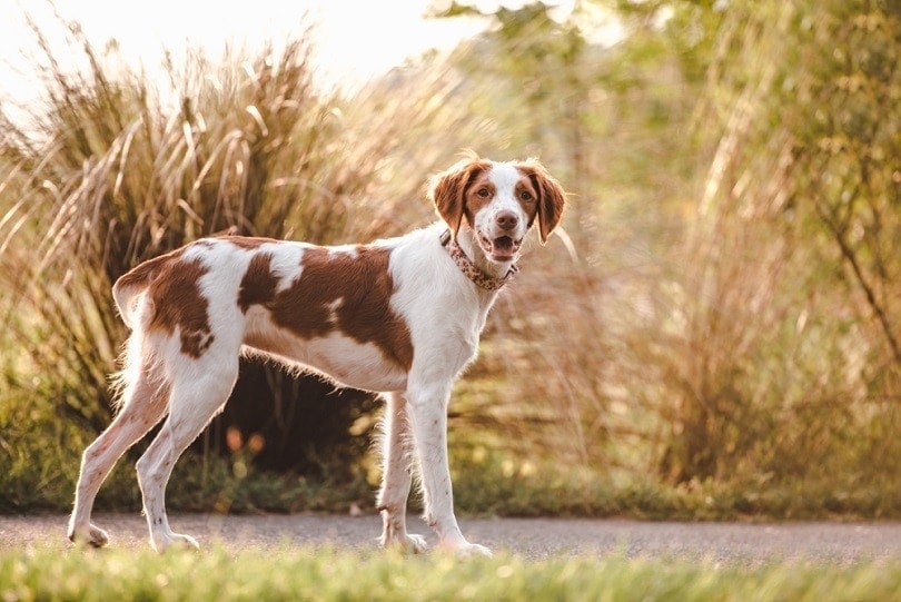 How Much Do Brittany Dogs Really Cost? (Buying & Ownership)