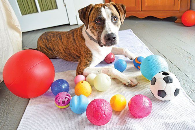 Dog Balls Toy: Best Choices for Fun and Durability!