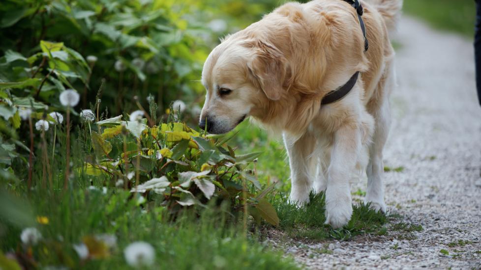 Dog ate grass with weed killer? Immediate steps to take now!