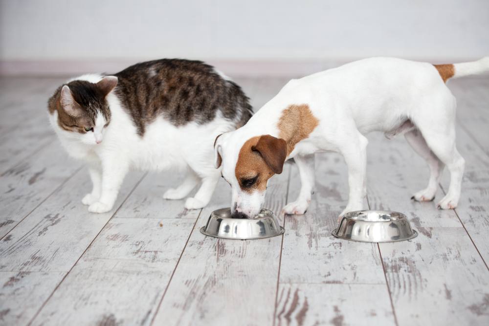 Keep Your Dog Out of Cat Food: A Practical Guide to Stop