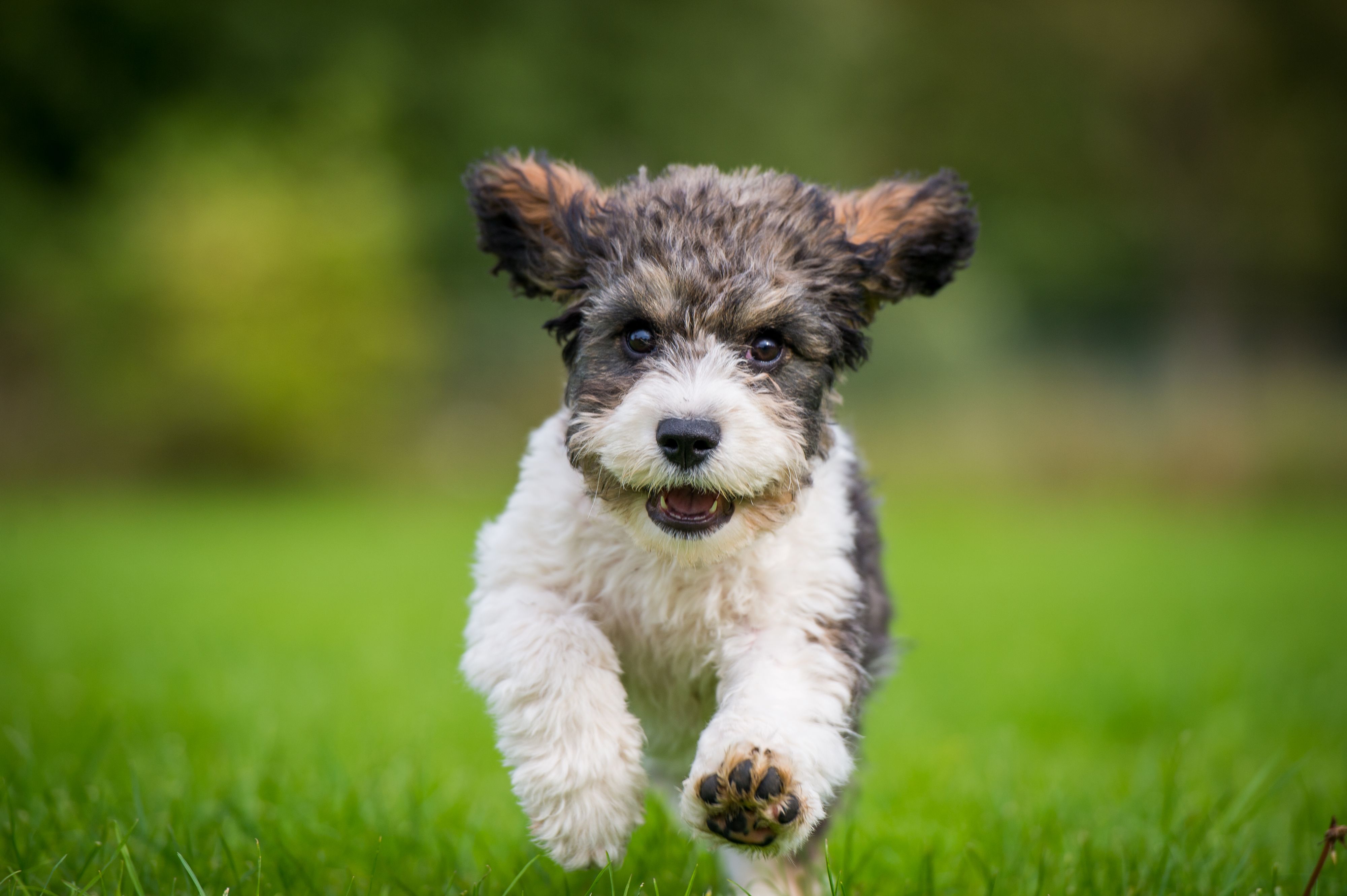 What are the Best Toy Dog Mixed Breeds? We Picked for You!