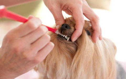 Dog Teef: How to Keep Your Pups Teeth Healthy & Clean