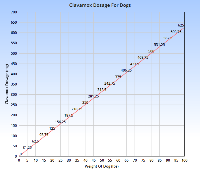 Clavamox for Dogs Dosage Chart: Simple Guide & What Vets Recommend!