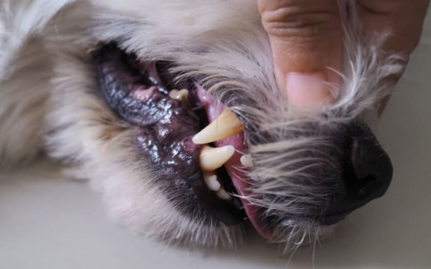 Dog Tooth Extraction: How Much Will It Cost You?