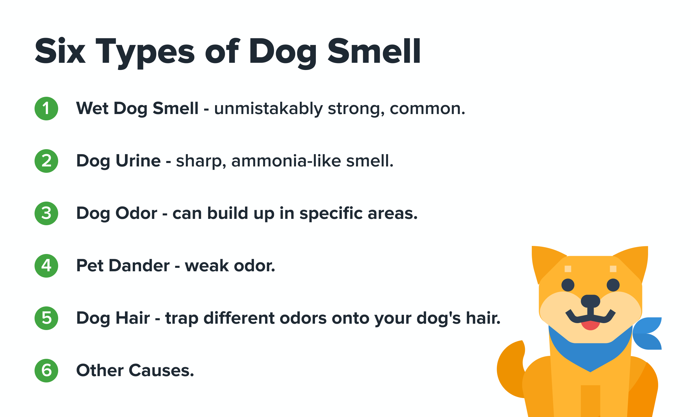 My dogs pee smells really bad! What should I do now?