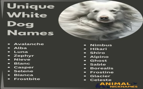 Awesome Lord of the Rings Dog Names for Your New Pet.