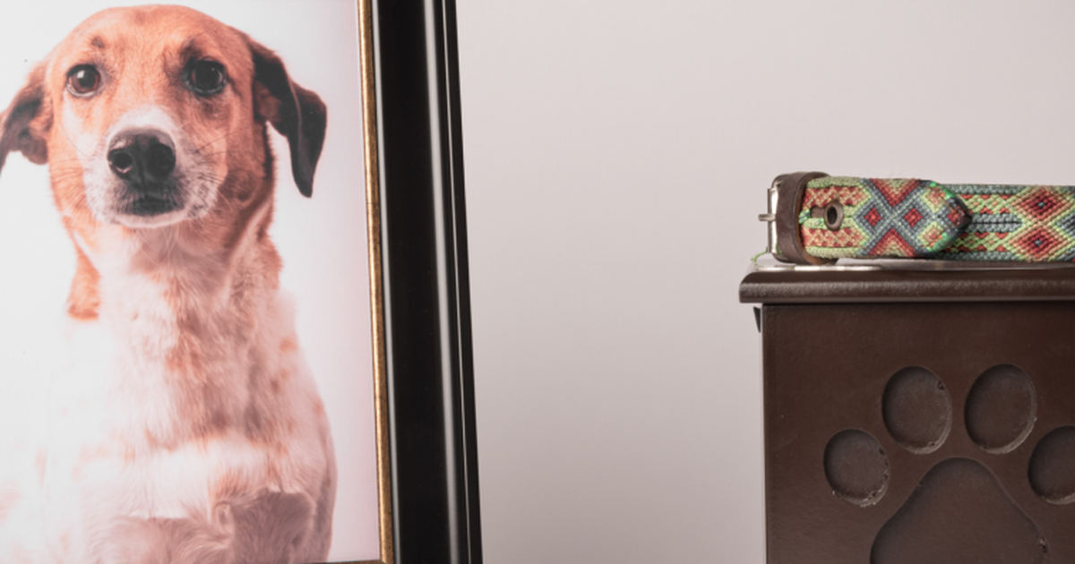 How Much Does Dog Cremation Cost? Find the Best Price Now