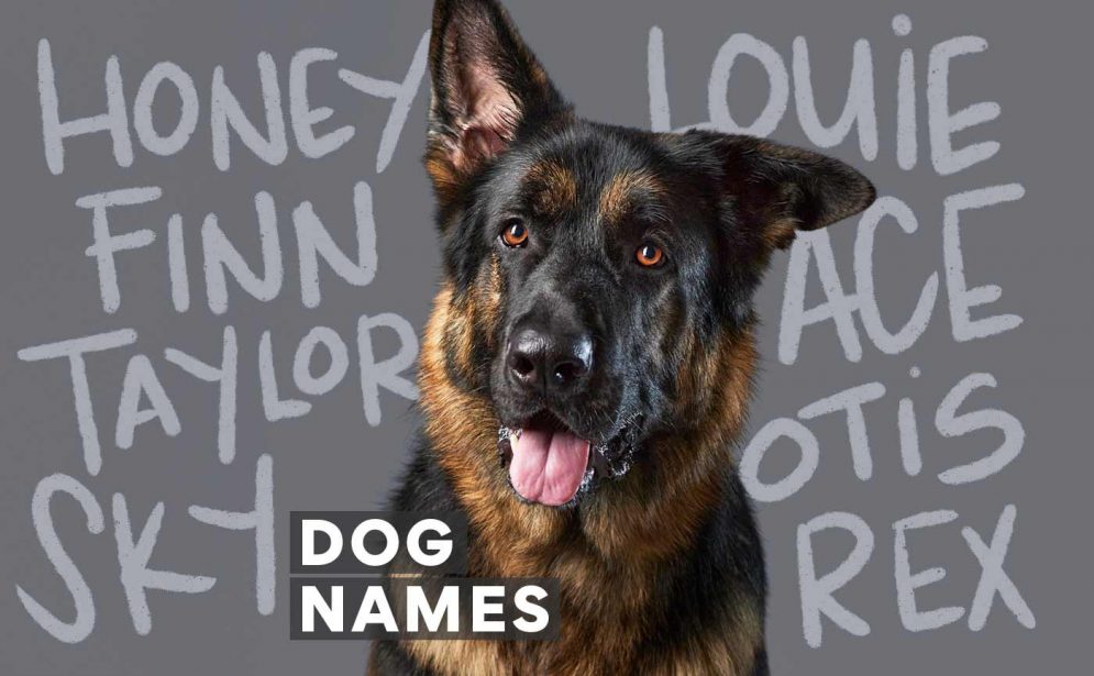 Top Spring Dog Names for 2024 (Find the Perfect Fit!)