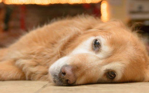 Excessive Panting in Dogs at Nighttime: Understand Why and How to help.