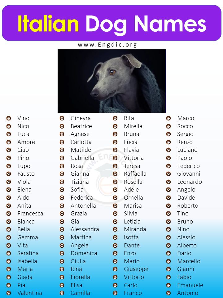 Looking for Italian Dog Names Male? Check This List!