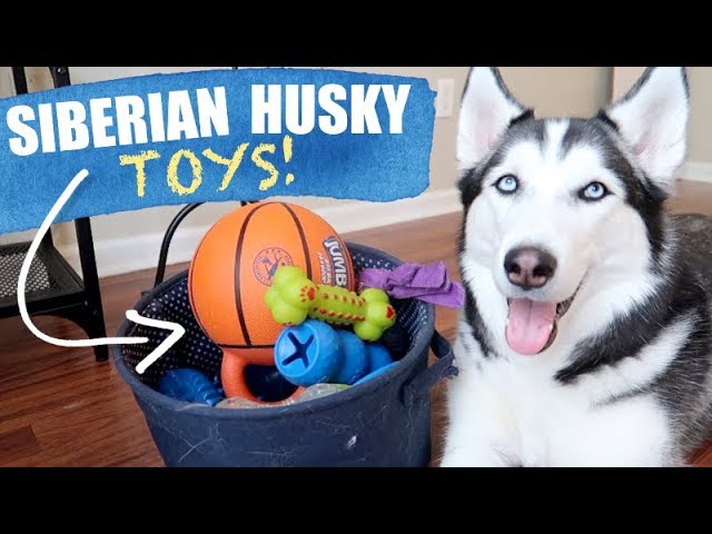 Need Durable Toys? Best Dog Toys For Siberian Huskies Guide